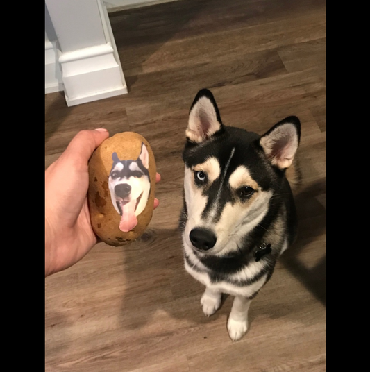 Potato Parcel Potato Pup